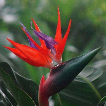 Heirloom Non-GMO Red Strelitzia Reginae Flower Seeds for Planting – Exotic Tropical Garden Blooms