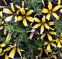 Black Velvet Petunia Rare Flower - for planting in home garden
