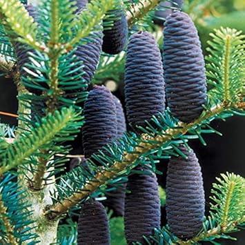 Violet Abies Plant Seeds for Planting - 100 pcs