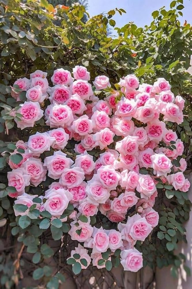 Light Pink Climbing Rose Seeds for Planting – Heirloom, Non-GMO Seeds - Pink for planting in home garden