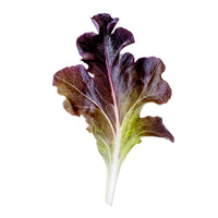 Garrison – Organic Lettuce Seed
