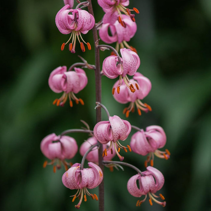 Heirloom Non-GMO Lilium Martagon Flower Seeds for Unique Garden Blooms and Woodland Planting