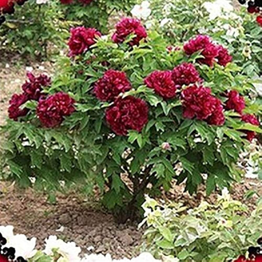 Mix peony seeds (professional pack, 100% true flower) producing a variety of richly colored, large peony blooms for garden enthusiasts