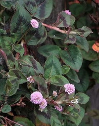 Polygonum Capitatum Flower Seeds – Heirloom Non-GMO Seeds for Creeping and Decorative Garden Planting - Capitatum for planting in home garden