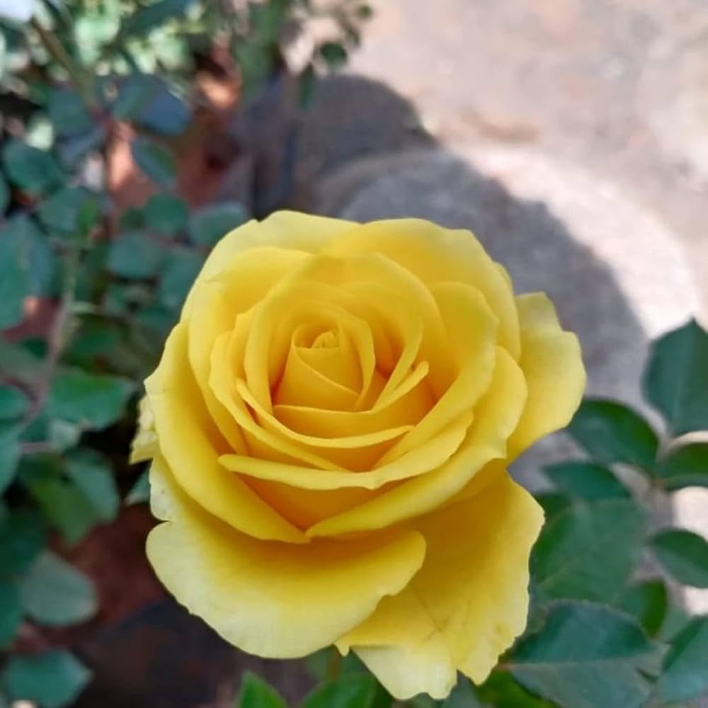 Yunnan Yellow Rose Rare Flower Seeds