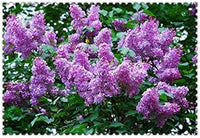 White Vanilla Fraise Flower Seeds for Planting - 100 pcs