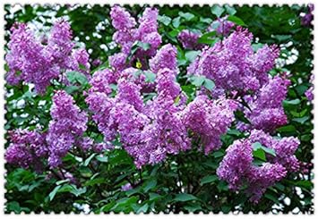 White Vanilla Fraise Flower Seeds for Planting - 100 pcs