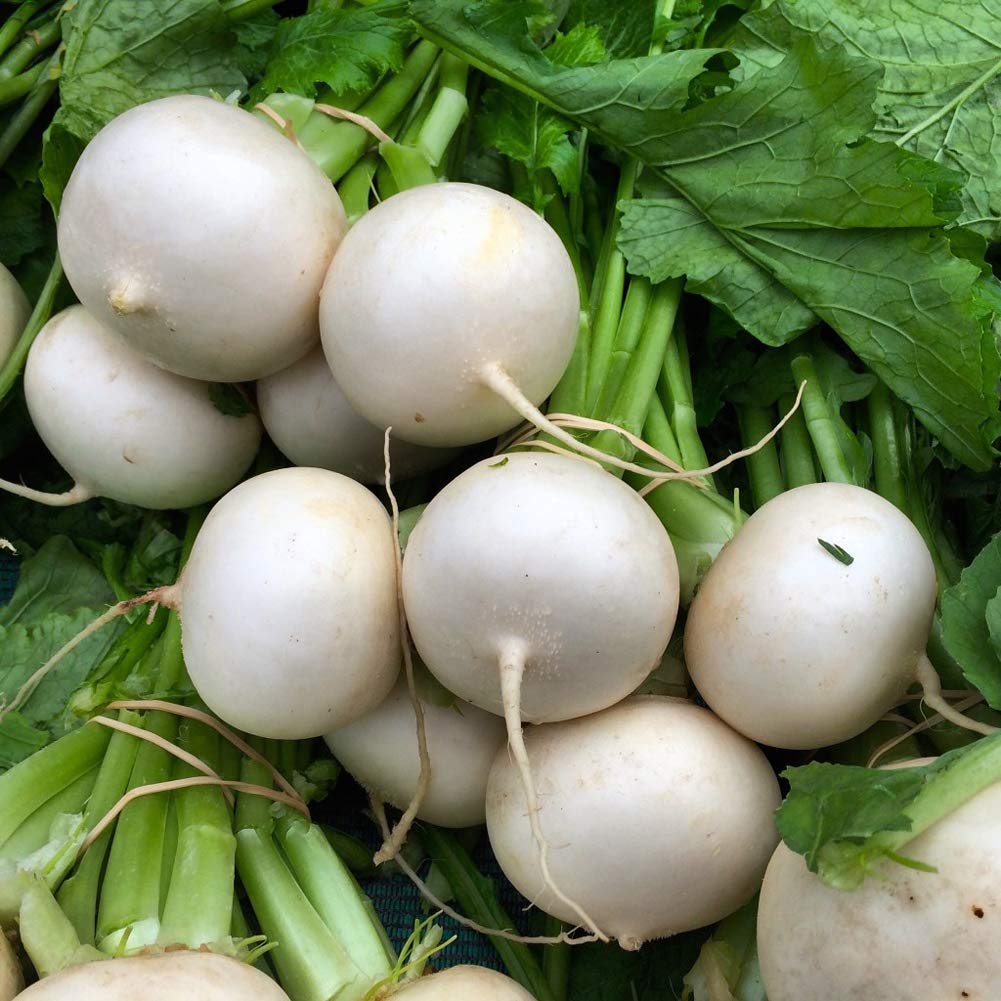 Pearl – Organic White Radish Seeds