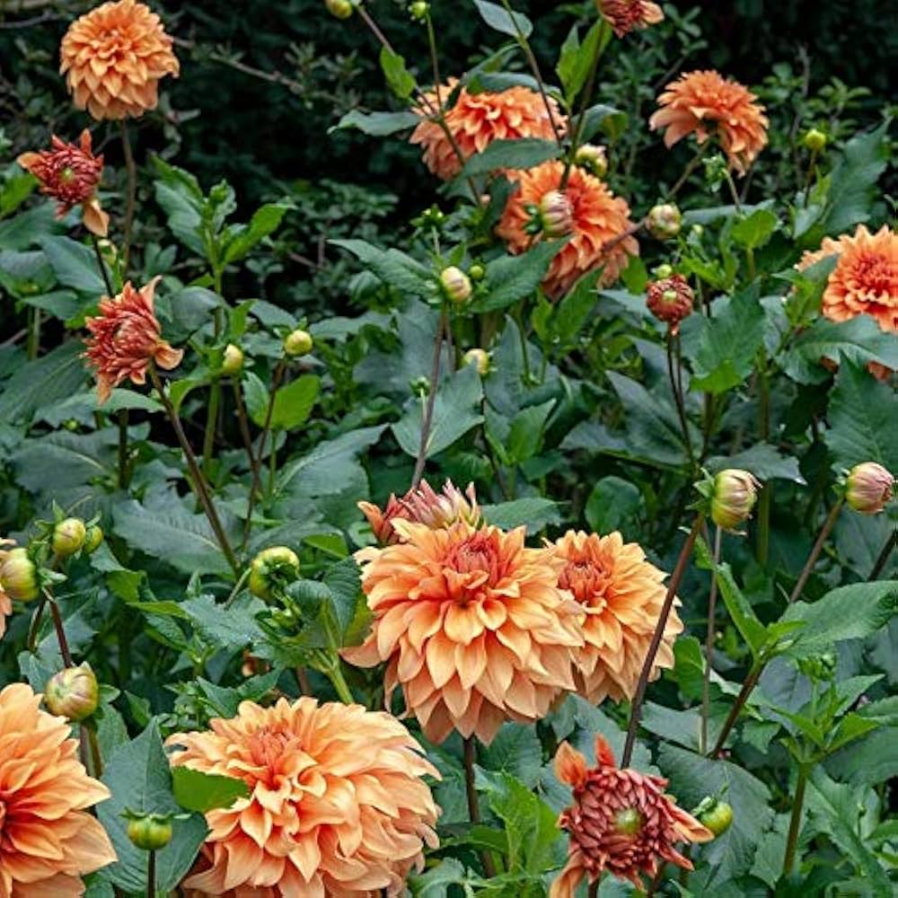 Hercules Dahlia