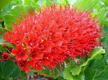 Greyia Sutherlandii Flower Seeds – Heirloom Non-GMO Seeds for Bold and Ornamental Garden Planting - Sutherlandii for planting in home garden