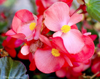 Red White Begonia Flower Seeds – Heirloom, Non-GMO Seeds for Planting Bright Garden Blooms