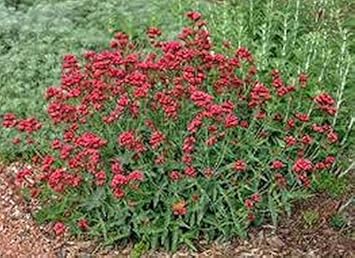 Heirloom Red Jupiter's Beard Flower Seeds – Non-GMO Seeds for Vibrant Garden Planting