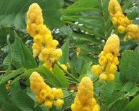 Heirloom Senna Alata Flower Seeds for Planting, Non-GMO