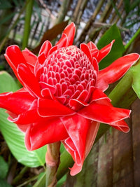 Torch Ginger Flower Seeds for Planting – Heirloom, Non-GMO Flower Seeds - Ginger for planting in home garden