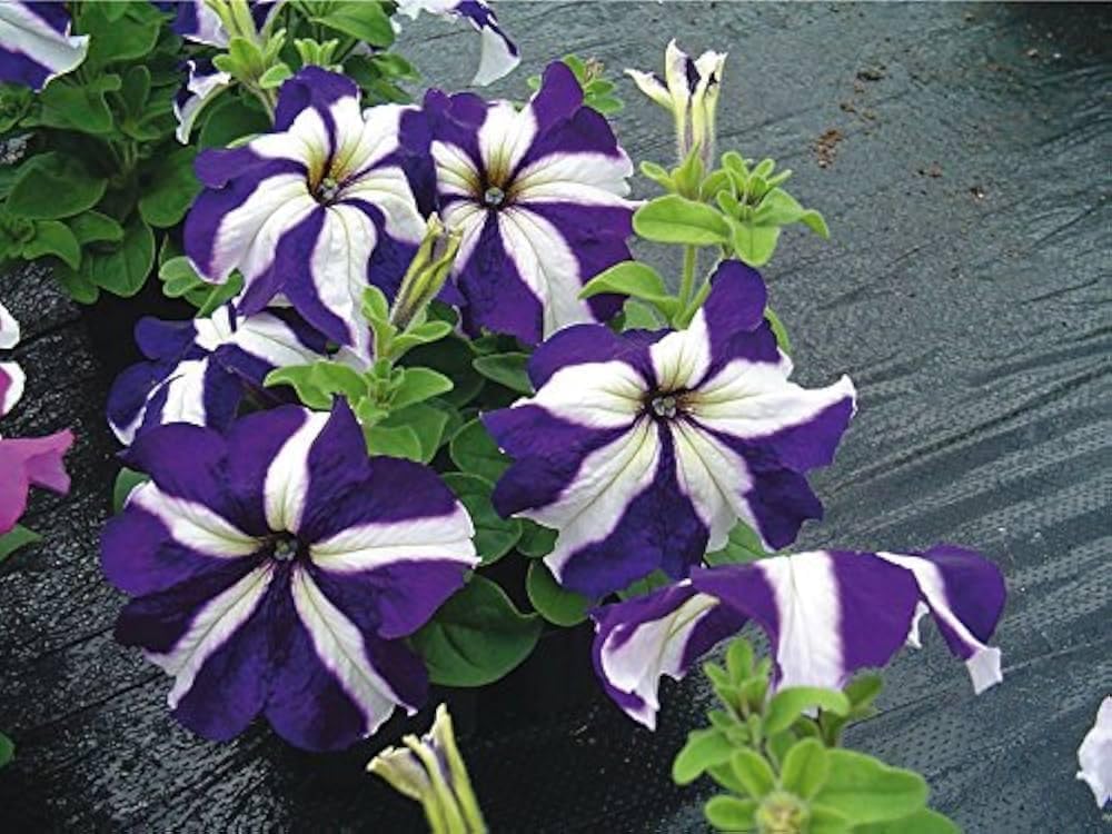 Petunia (Success Blue pelleted) for planting in garden