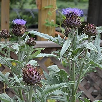 Blue Cardoon Seeds for Planting – Organic, Heirloom, Non-GMO Flower Seeds