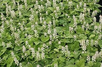 White Tiarella Wherryi Flower Seeds for Planting - 100 pcs