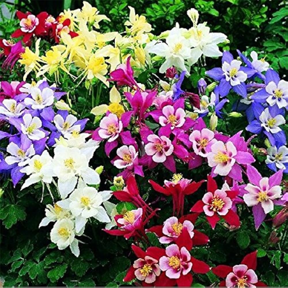 Aquilegia Mixed-Color Perennial Flower - for planting in home garden