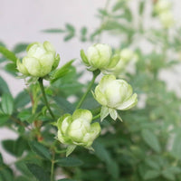 Green Rose Unique Perennial Flower Seeds for Garden