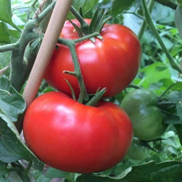 Giant Red Monster Tomato Seeds for Planting - heirloom & Non GMO Seeds