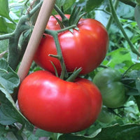 Giant Red Monster Tomato Seeds for Planting - heirloom & Non GMO Seeds