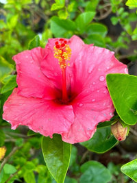 Hibiscus Flower Seeds for planting in home garden