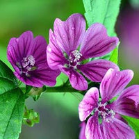 Hollyhock flower Alcea rosea double white-purple perennial seeds for planting in garden beds or decorative pots