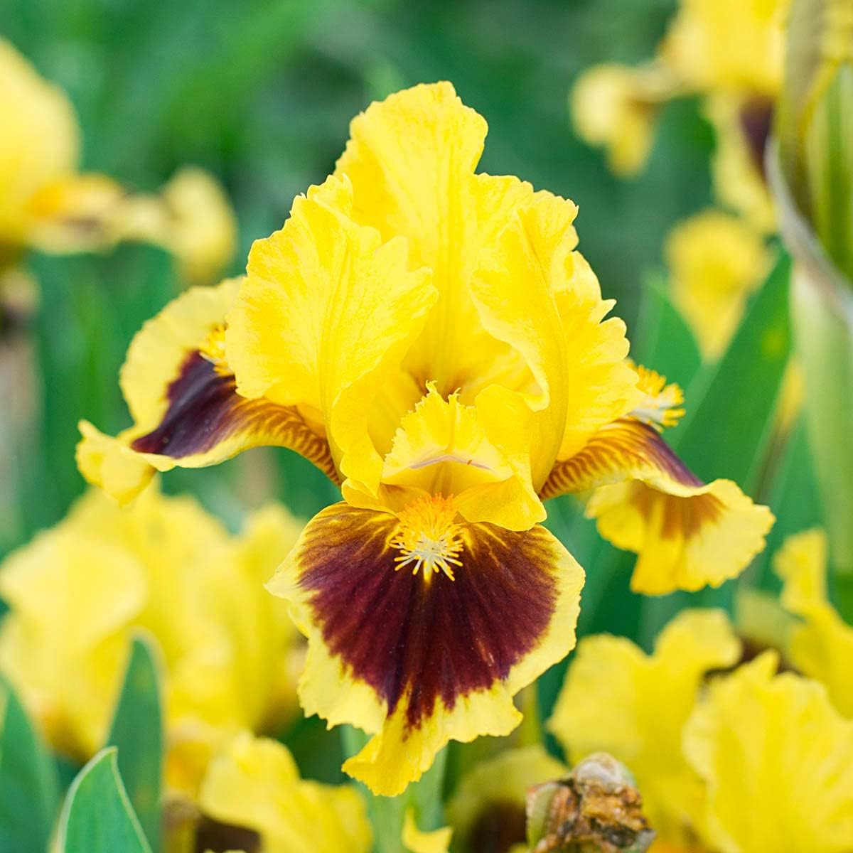 Ultimate Dwarf Bearded Iris Seeds