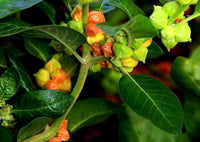 Withania Somnifera Green Plant - for planting in home garden