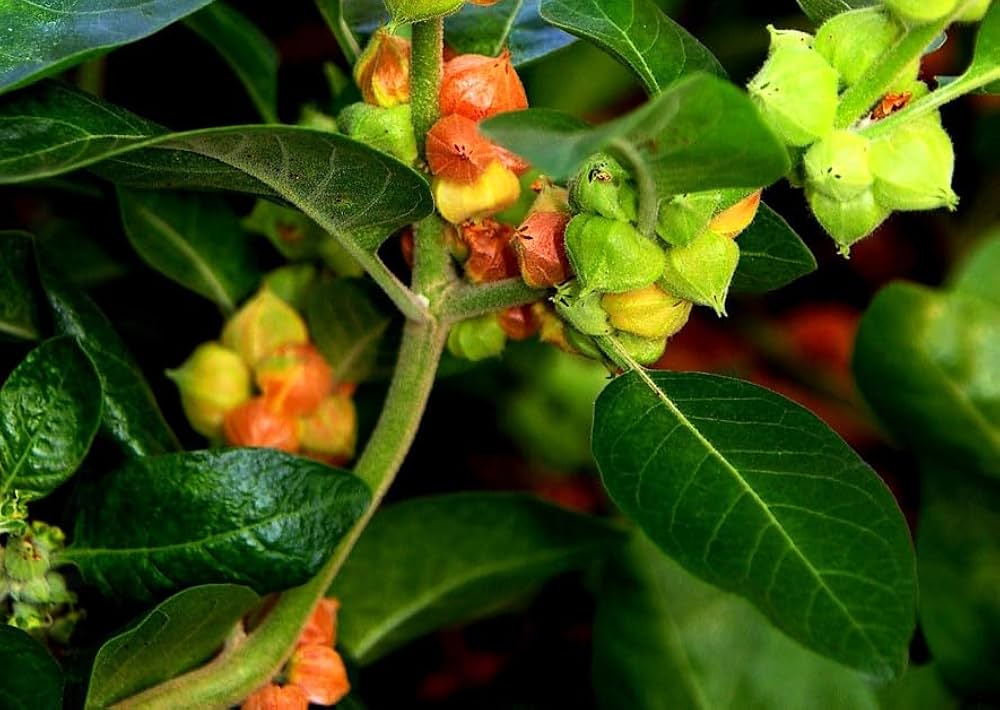 Withania Somnifera Green Plant - for planting in home garden