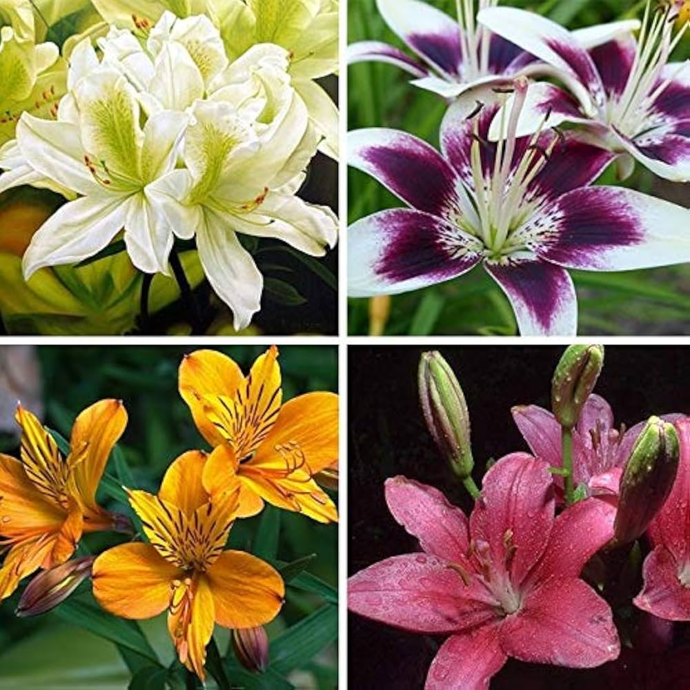 Rare lilies grown from seeds emitting a pleasant fragrance and elegant bloom