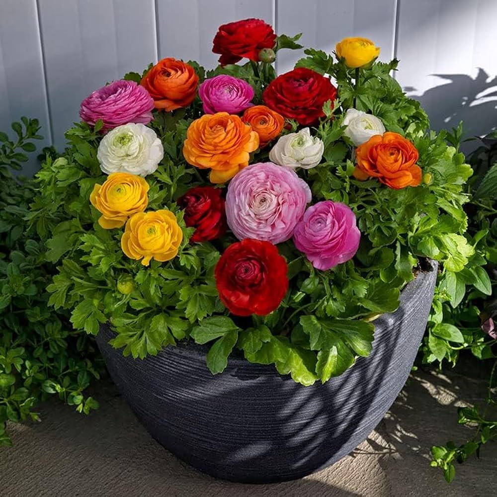 Ranunculus Asiaticus Perennial Flower Seeds