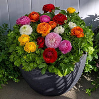 Ranunculus Asiaticus Perennial Flower Seeds