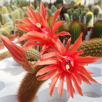 Hildewintera Flower Seeds Heirloom Non GMO Planting - 100