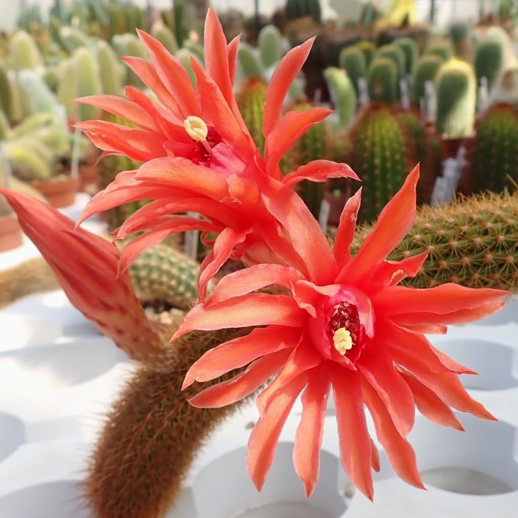 Hildewintera Flower Seeds Heirloom Non GMO Planting - 100 for planting in home garden