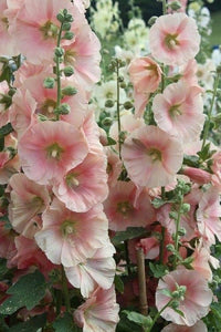 Hollyhock flower Alcea rosea scarlet purple perennial seeds for vibrant floral borders