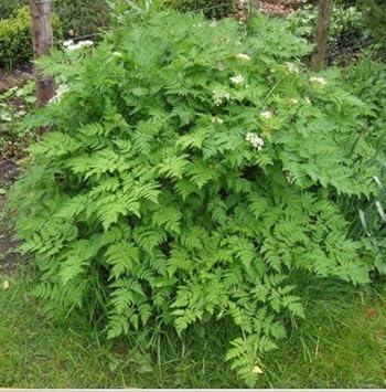 Cicely herb seeds for garden planting