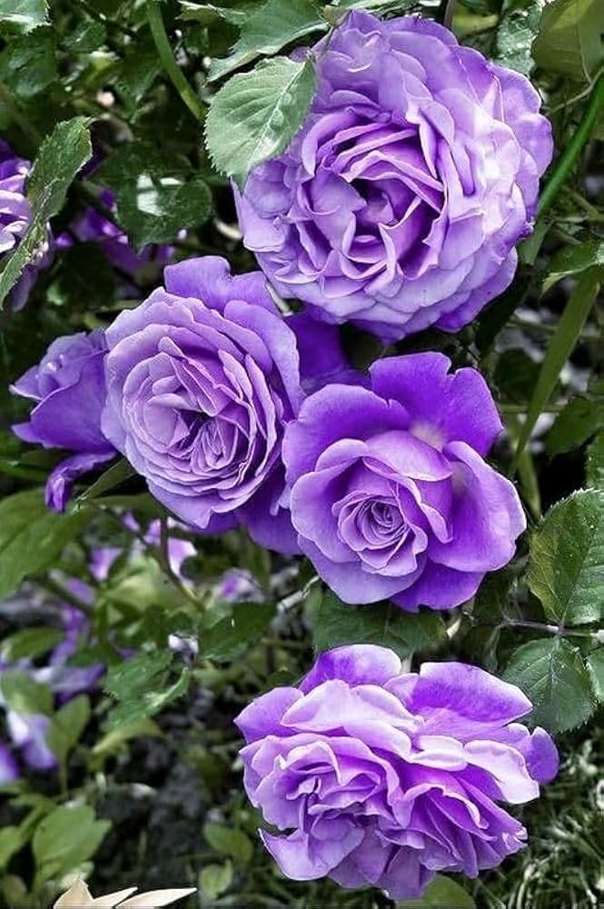 Heirloom Non-GMO Lavender Rose Flower Seeds for Planting – Fragrant Romantic Garden Blooms - Non-GMO for planting in home garden