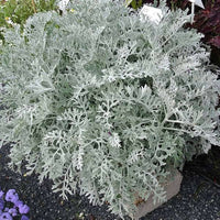 Dusty Miller Jacobaea maritima Flower Seeds for Planting in Home Garden Borders