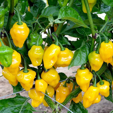 Lemon habanero pepper Capsicum chinense seeds for planting in vegetable garden or warm balcony containers