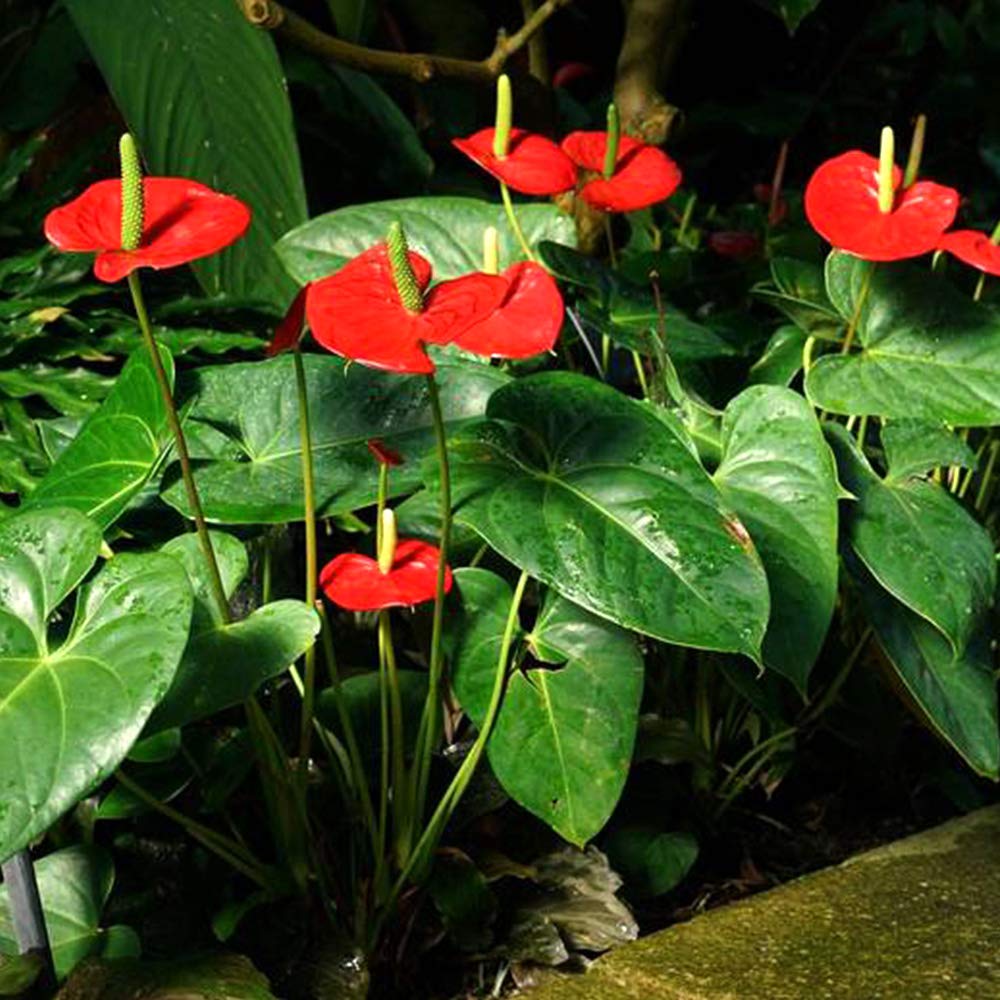 Anthurium Andraeanu flower seeds blooming into exotic, heart-shaped flowers with a glossy red spathe and yellow spadix