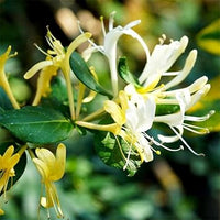 Heirloom White Cape Honeysuckle Flower Seeds, Non-GMO Elegant Blooms for Planting