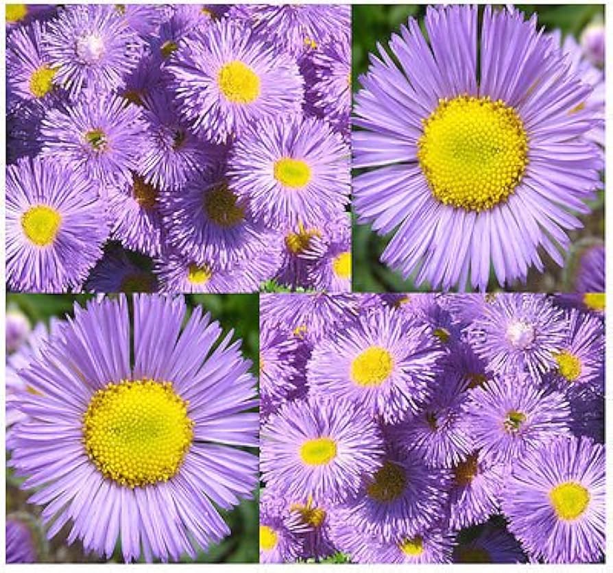 Fleabane Daisy Erigeron Speciosus Flower Seeds for Planting in Wildflower Gardens and Cottage Garden Beds