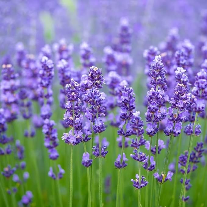 Organic Heirloom Non-GMO Blue Lavandula Munstead Seeds for Planting – Vibrant Blooms