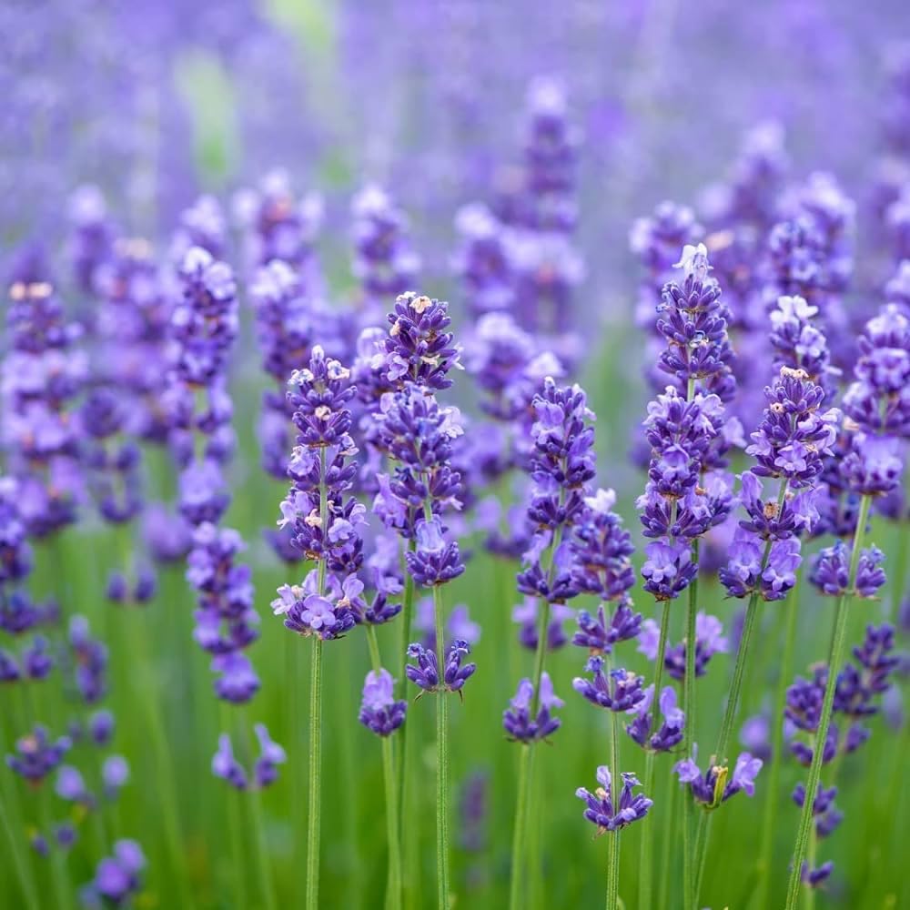 Exotic Lavender Romantic Garden Flower - for planting in home garden