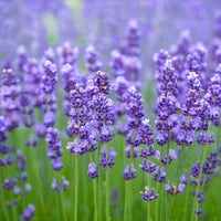 Exotic Lavender Romantic Garden Flower - for planting in home garden