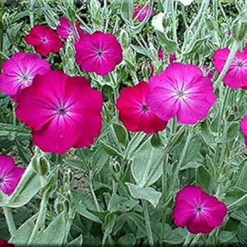 Lychnis (Lychnis scientific name) for planting in garden