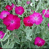 Lychnis (Lychnis scientific name) for planting in garden