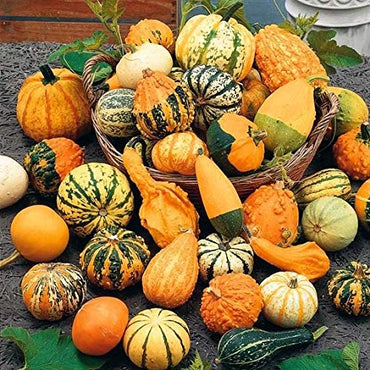 Ornamental Pumpkin Seeds Mix - Organic Vegetable Seeds for Planting