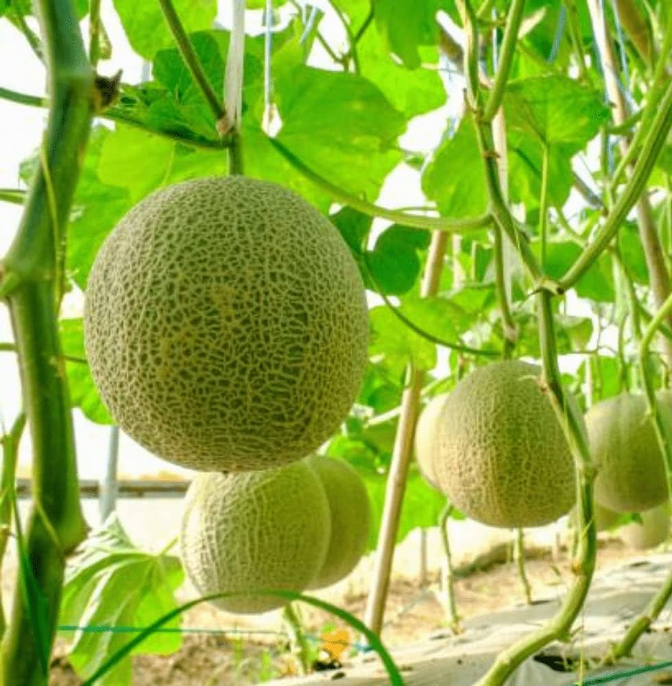 Big white melon plant grown from seeds with round pale fruits and sweet, juicy flesh